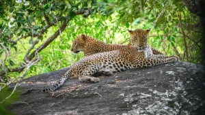 Léopard du Sri Lanka observé lors d'un safari dans le parc national de Yala
