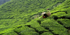 Plantation de thé de Ceylan dans les montagnes du Sri Lanka, étape du circuit de Noël en famille
