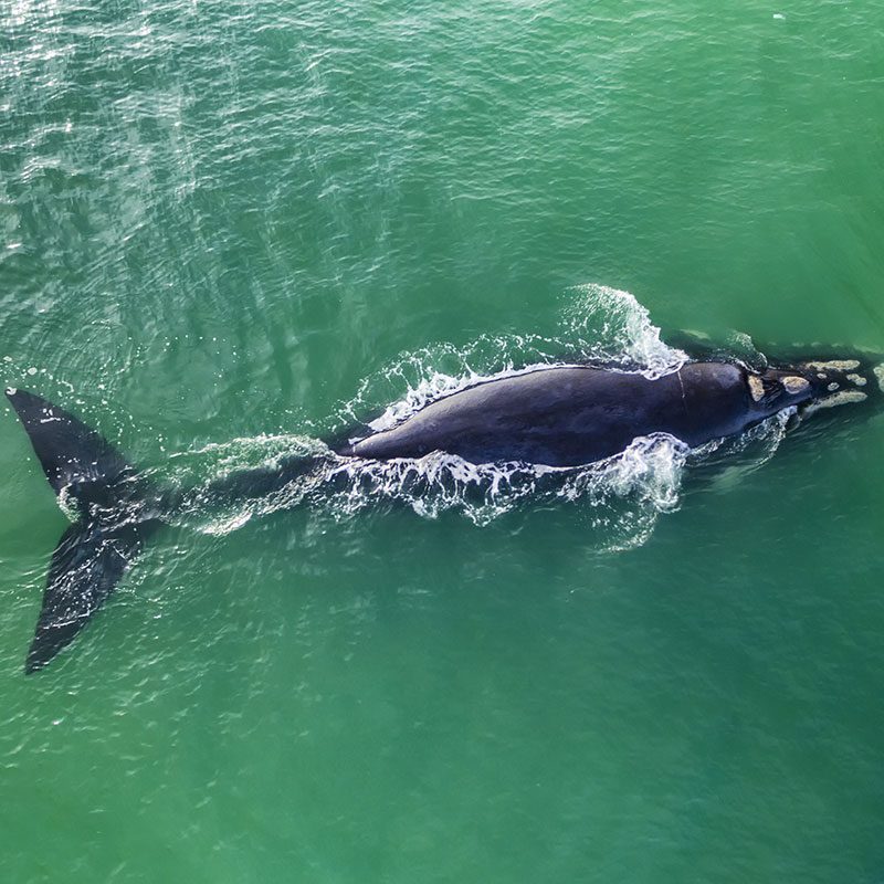 Hermanus