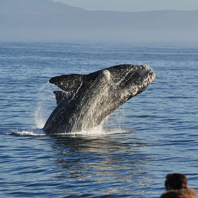 Hermanus