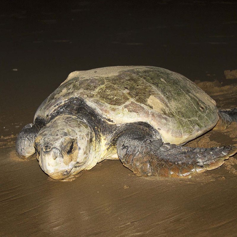 iSimangaliso Wetland Park