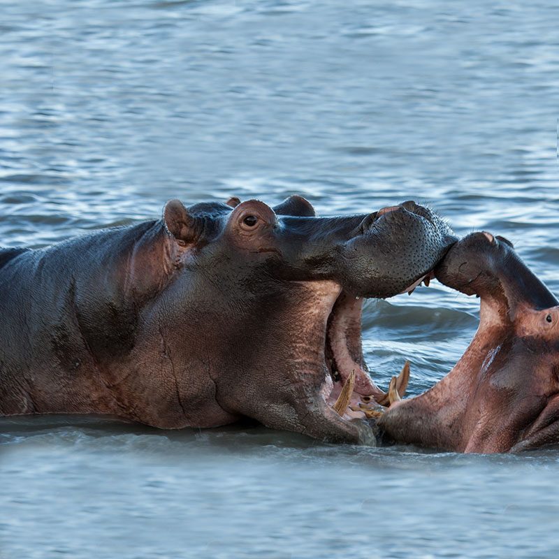 iSimangaliso Wetland Park