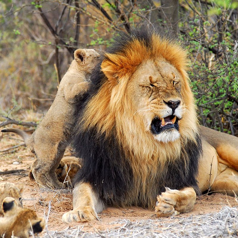 Tswalu Kalahari