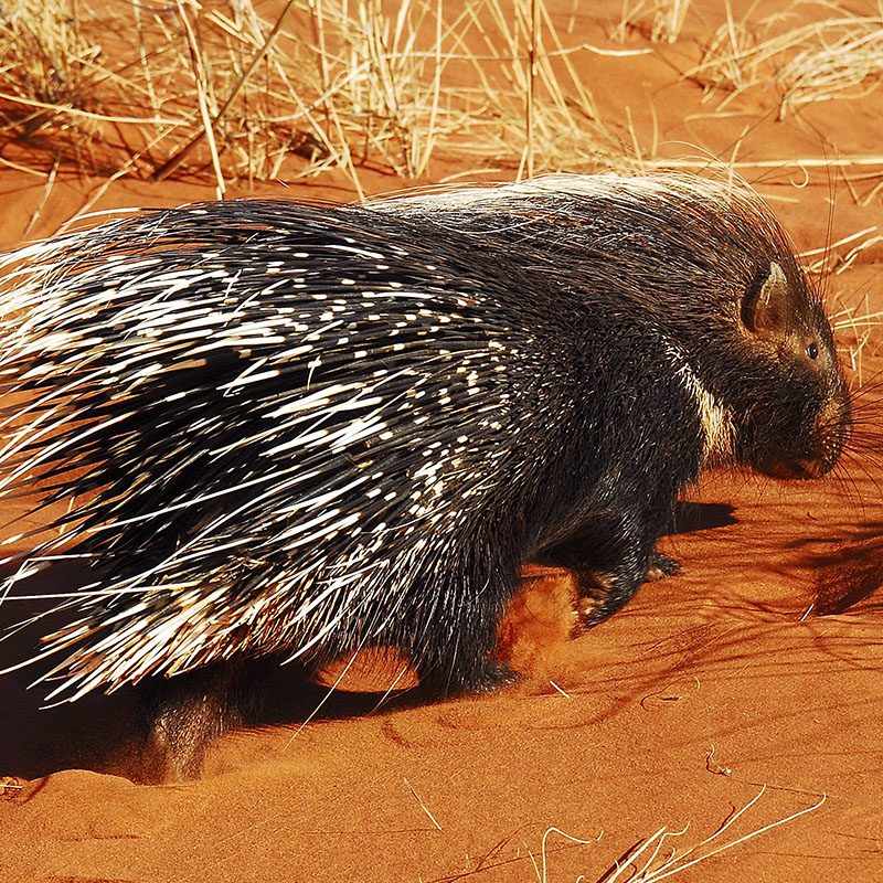 Tswalu Kalahari