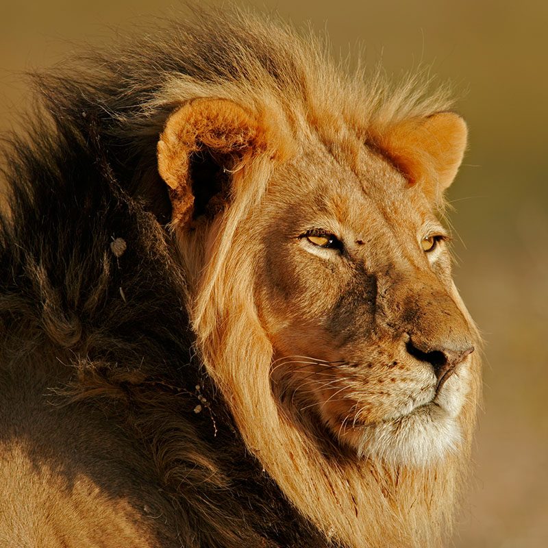 Tswalu Kalahari