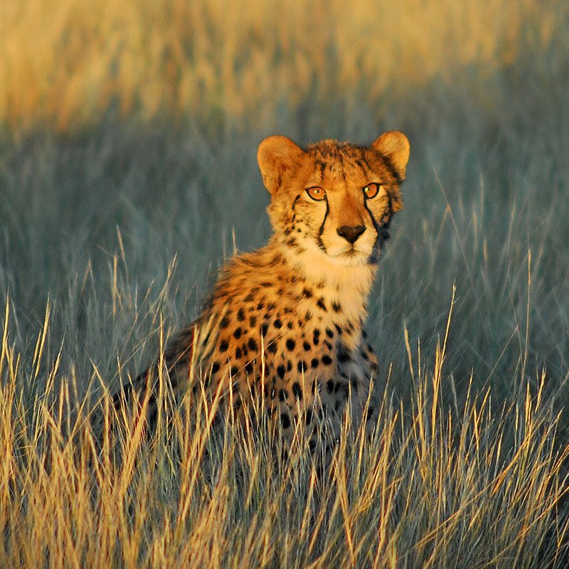 Tswalu Kalahari
