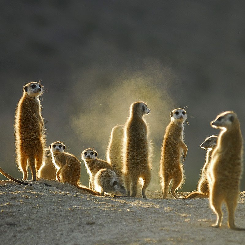 Tswalu Kalahari