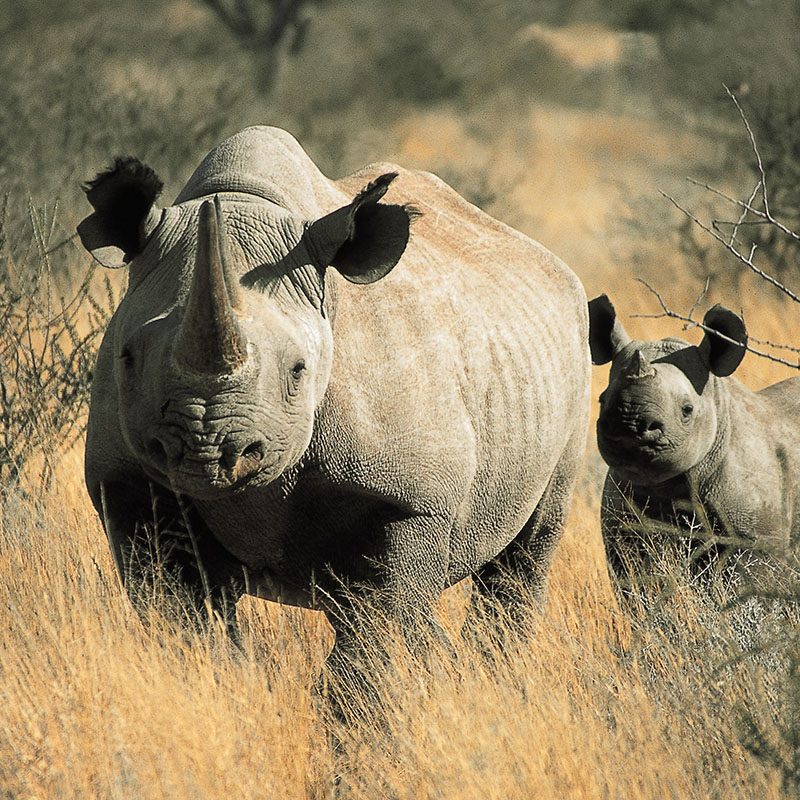 Parc Kruger