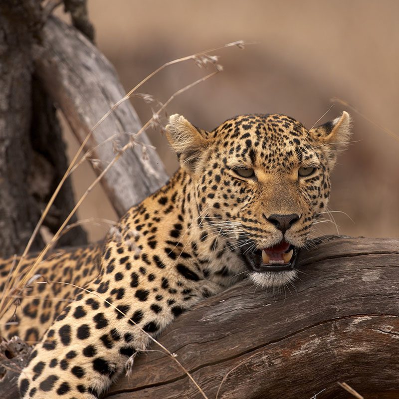 Parc Kruger