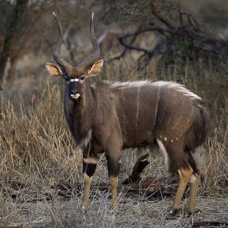 Parc Kruger