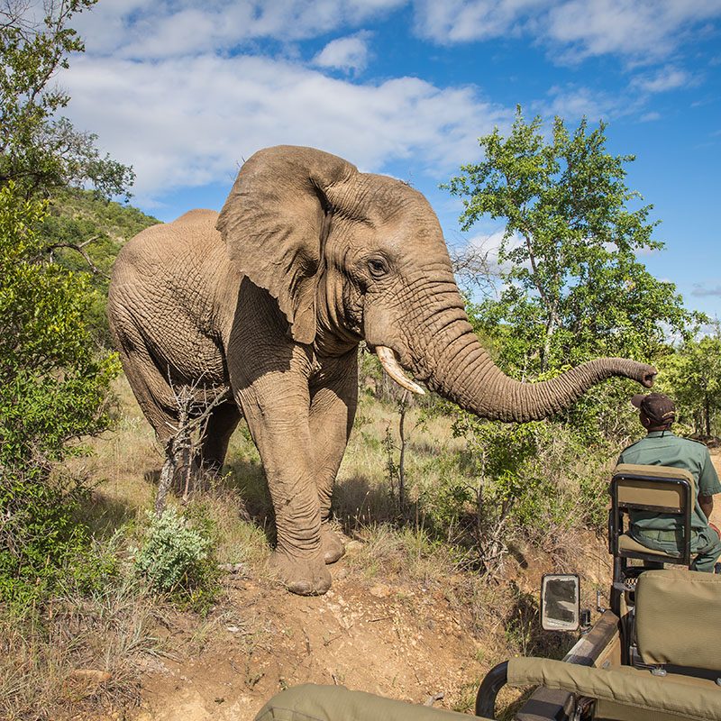 Parc Kruger