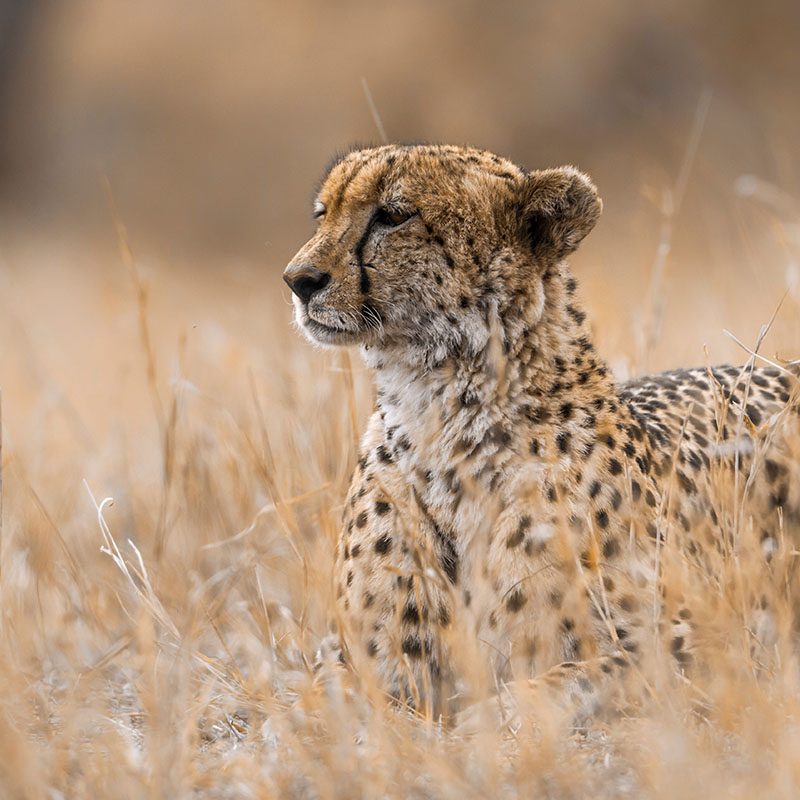 Parc Kruger