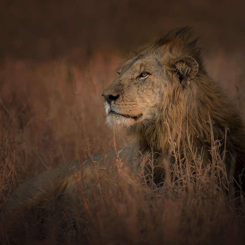 Parc Kruger
