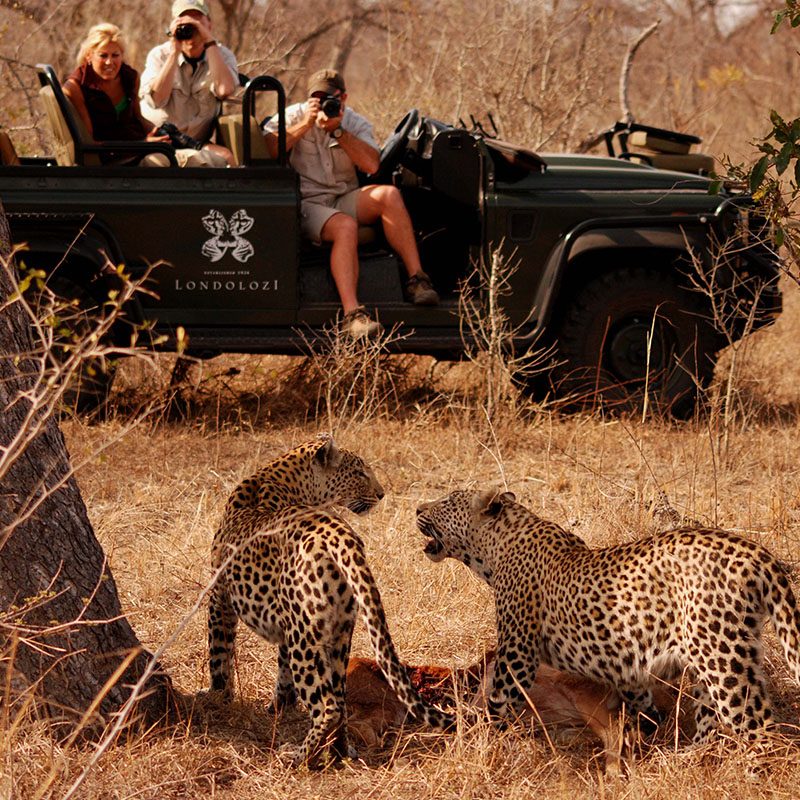 Réserve privée de Sabi Sand