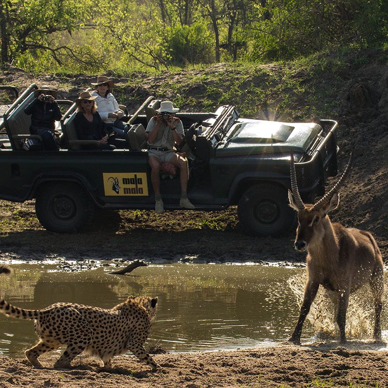 Réserve privée de Sabi Sand