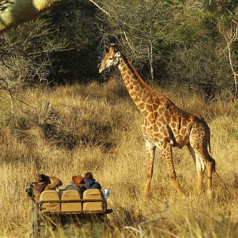 Réserve privée de Thanda