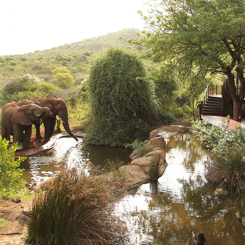 Réserve privée de Thanda
