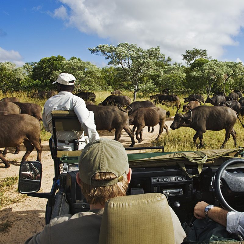 Réserve privée de Thornybush
