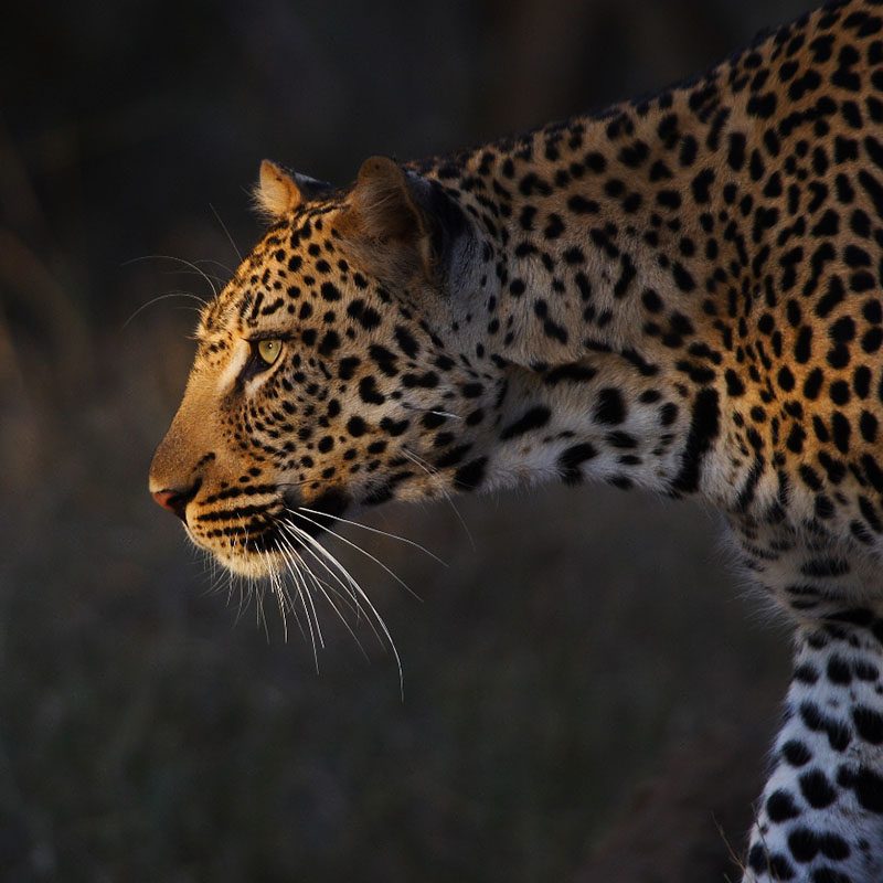 Réserve privée de Thornybush