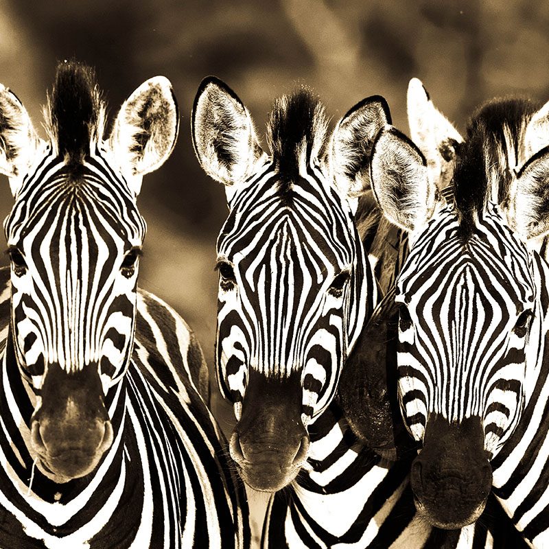 Réserve privée de Thornybush