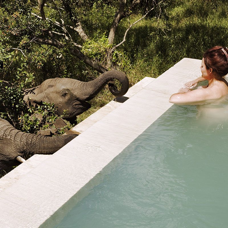 Réserve privée de Thornybush