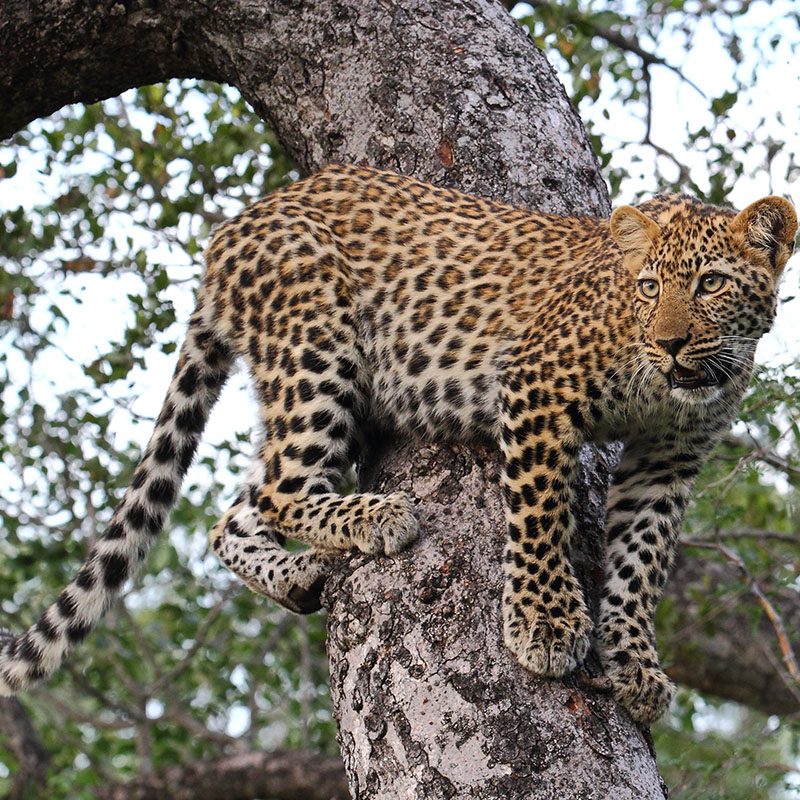 Réserve privée de Thornybush