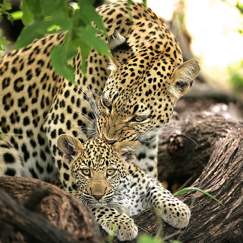 Réserve privée de Timbavati