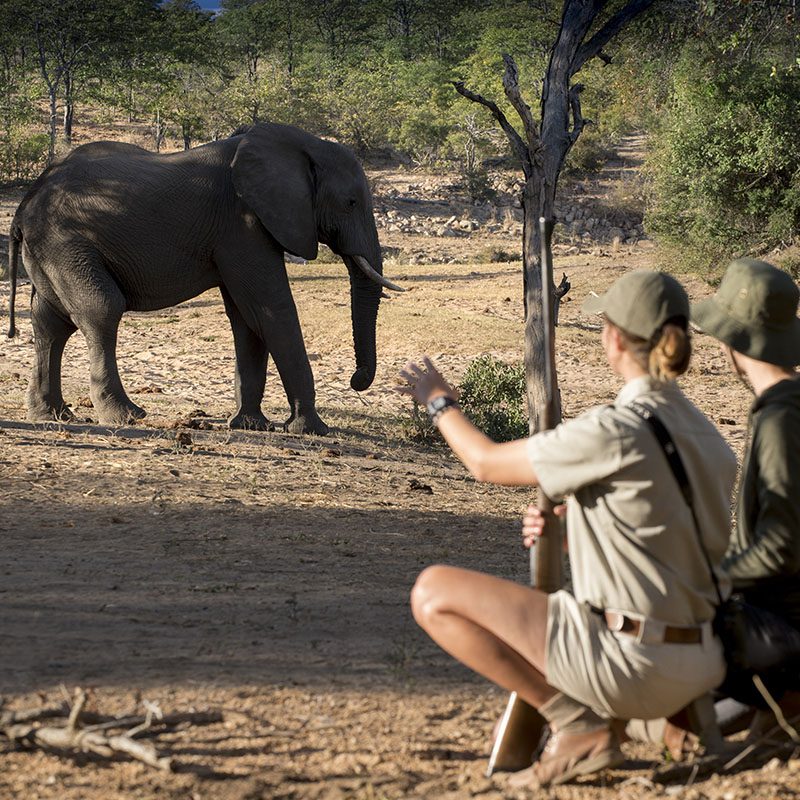 Réserve privée de Timbavati