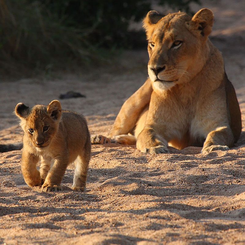 Réserve privée de Timbavati