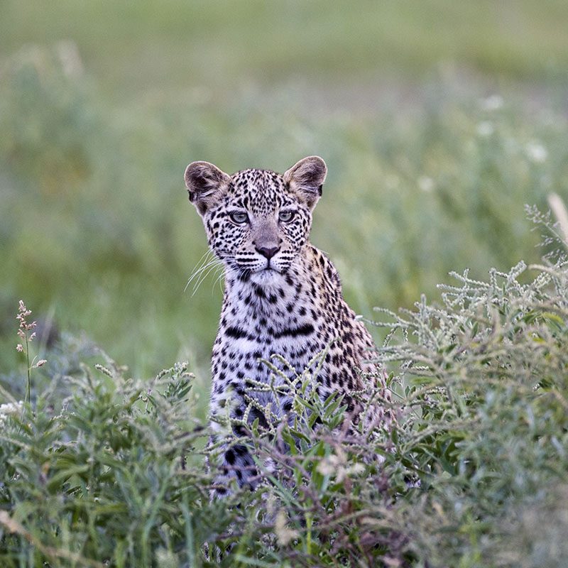 Safaris-Okavango-Botswana-Central-Kalahari-Galerie-2