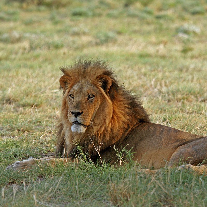 Safaris-Okavango-Botswana-Central-Kalahari-Galerie-3