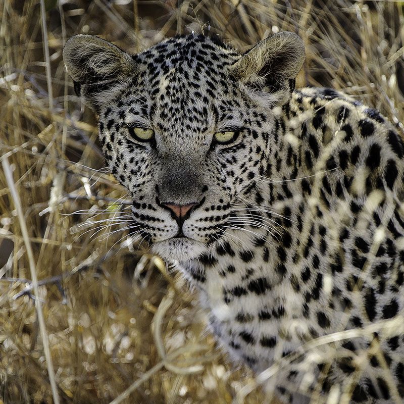 Safaris-Okavango-Botswana-Central-Kalahari-Galerie-5