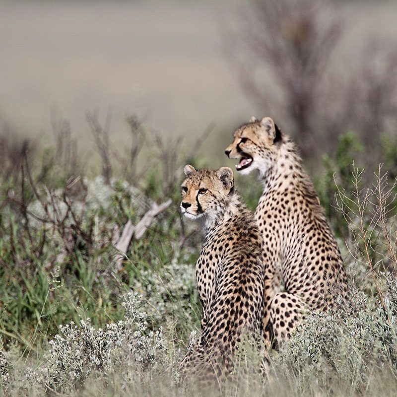 Safaris-Okavango-Botswana-Central-Kalahari-Grid-1