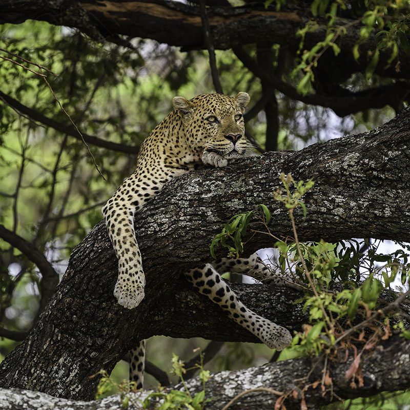 1596746388Safaris-Okavango-Botswana-Delta-Okavango-Galerie-2