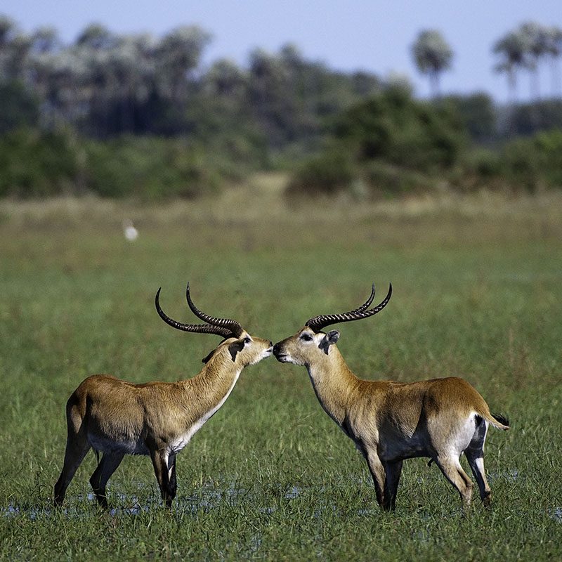 1596746388Safaris-Okavango-Botswana-Delta-Okavango-Galerie-4