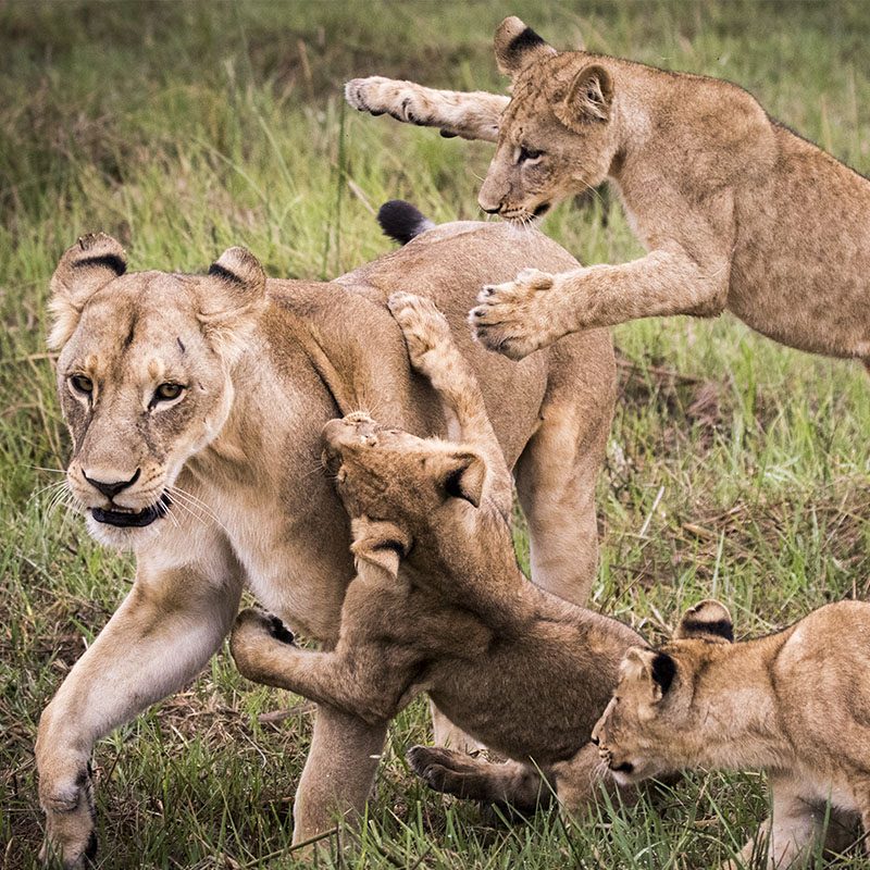 1596746389Safaris-Okavango-Botswana-Delta-Okavango-Grid-2