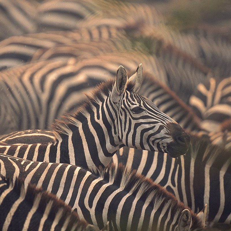 Safaris-Okavango-Botswana-Makgadikgabi-Pans-Galerie-2