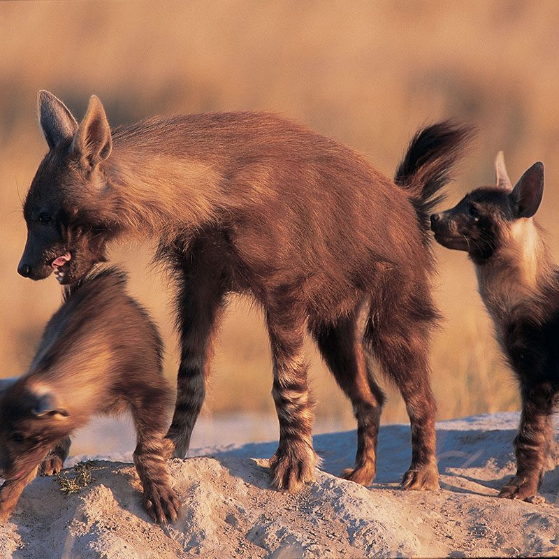 Safaris-Okavango-Botswana-Makgadikgabi-Pans-Galerie-3