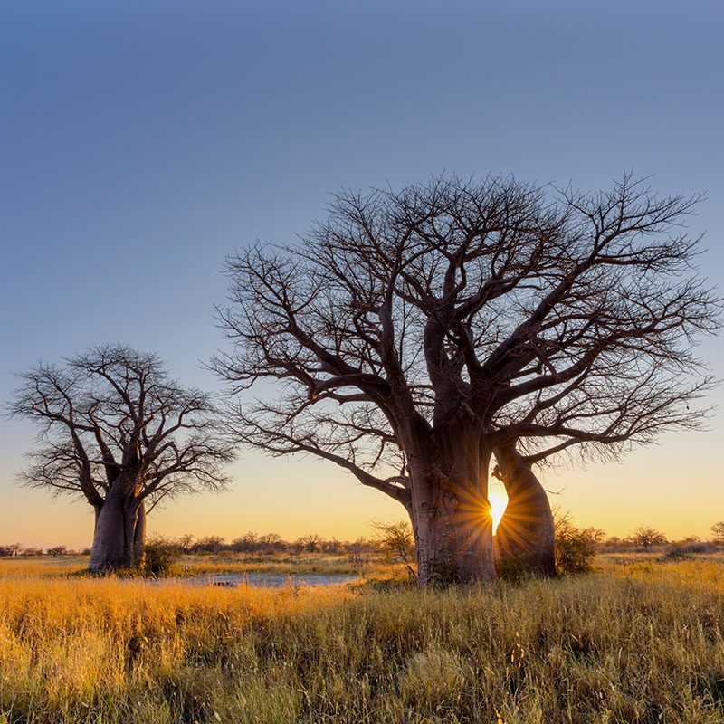 Safaris-Okavango-Botswana-Makgadikgabi-Pans-Grid-1