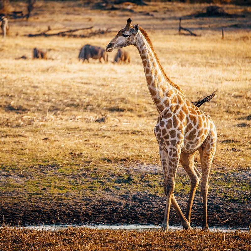 Safaris-Okavango-Botswana-Makgadikgabi-Pans-Grid-2