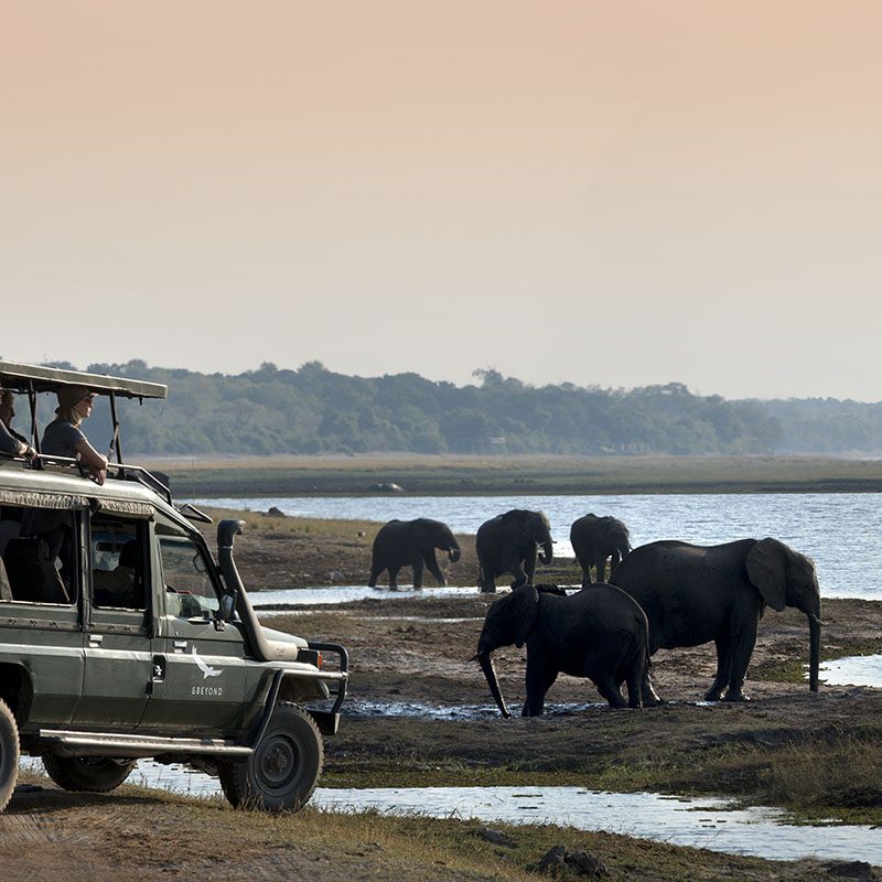 Safaris-Okavango-Botswana-Parc-Chobe-Galerie-2