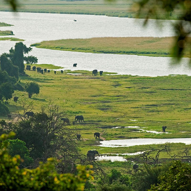 Safaris-Okavango-Botswana-Parc-Chobe-Galerie-5