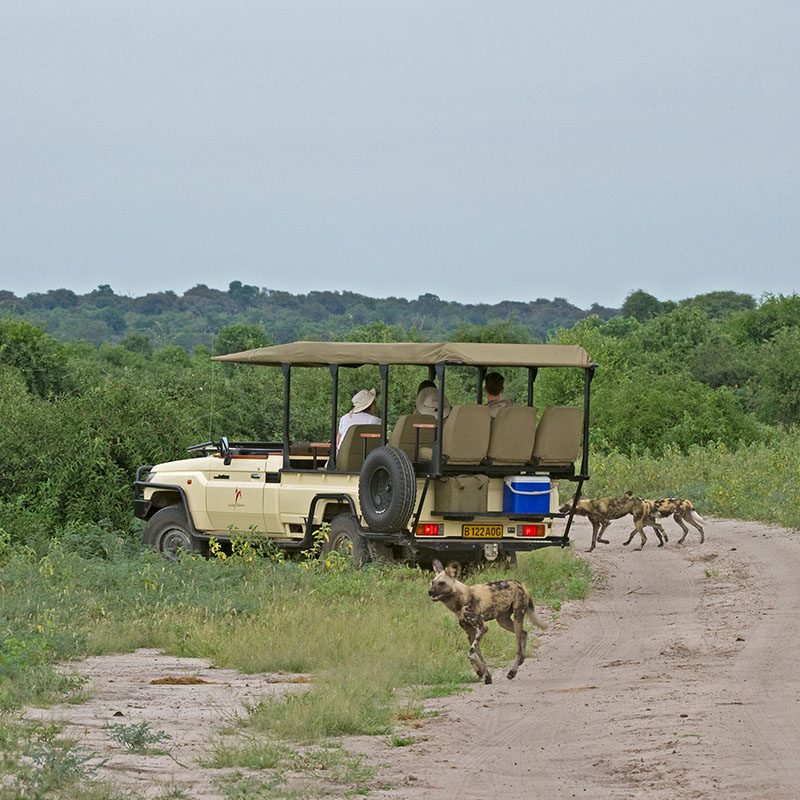Safaris-Okavango-Botswana-Parc-Chobe-Galerie-6