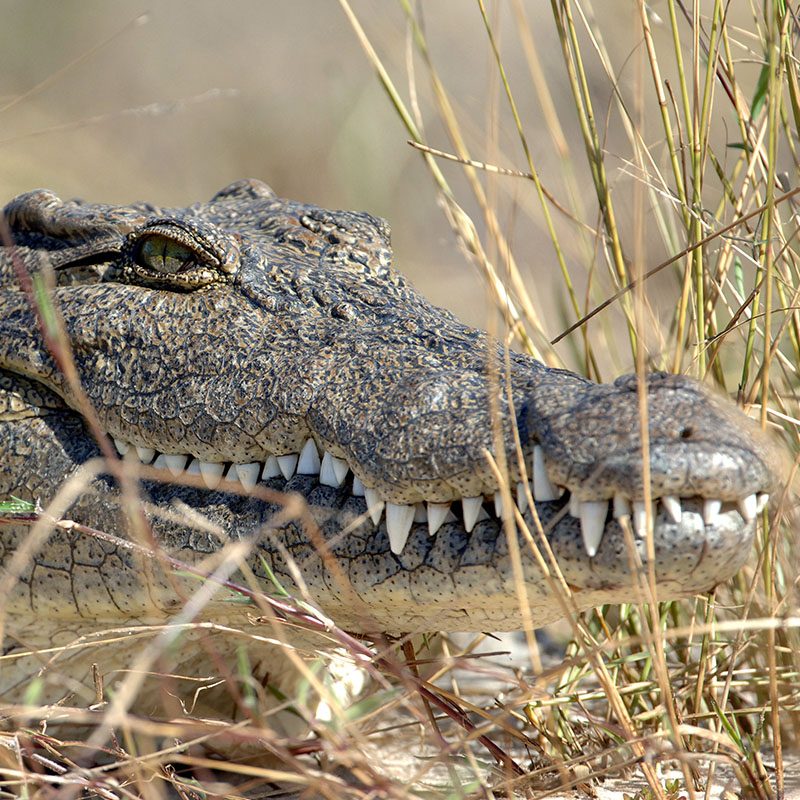 Safaris-Okavango-Botswana-Parc-Chobe-Grid-1
