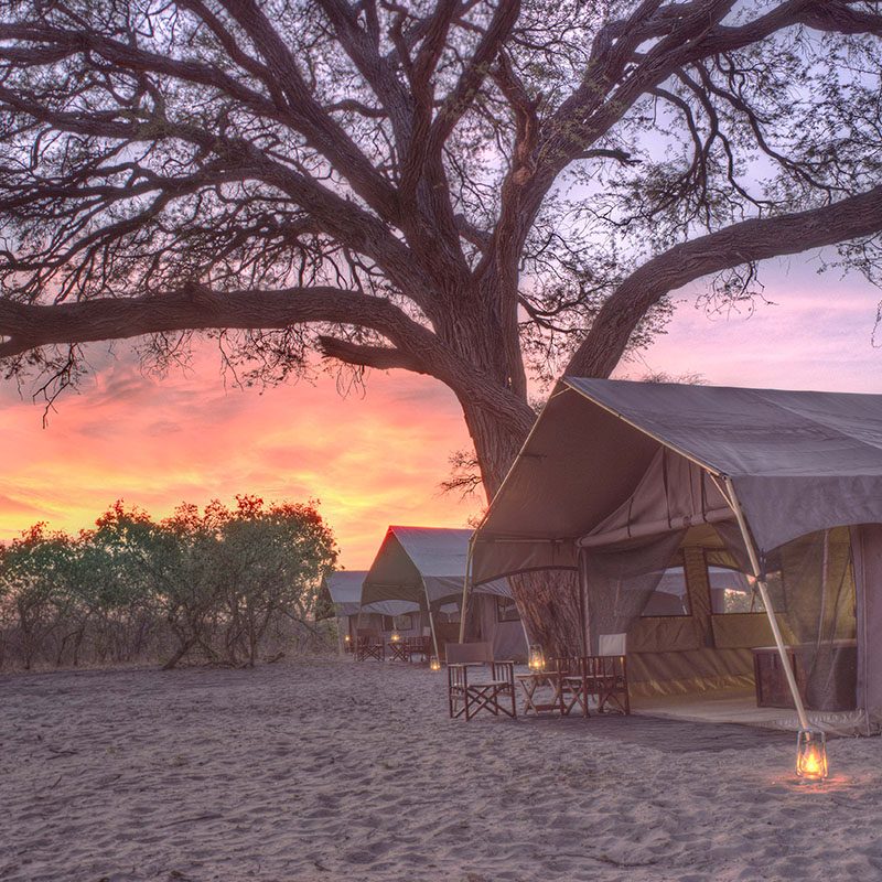 Safaris-Okavango-Botswana-Region-Savute-Galerie-3