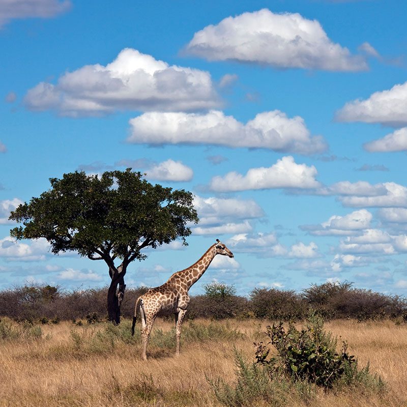 Safaris-Okavango-Botswana-Region-Savute-Galerie-6