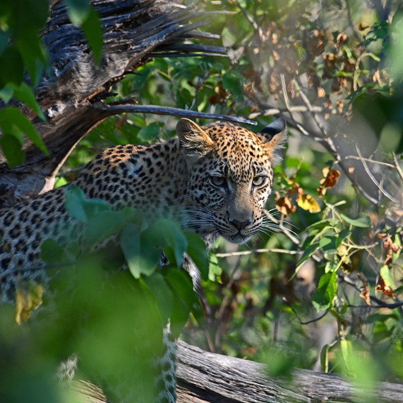 Safaris-Okavango-Botswana-Region-Savute-Grid-2