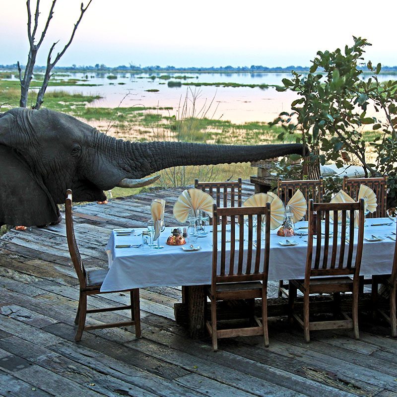 Safaris-Okavango-Botswana-Reserve-de-Linyanti-Galerie-1
