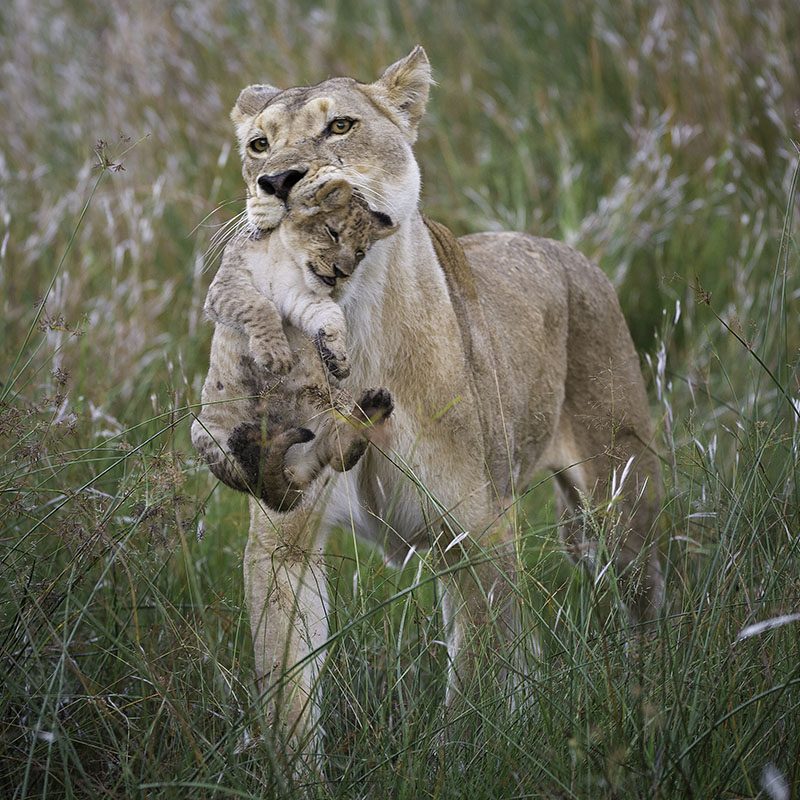 Safaris-Okavango-Botswana-Reserve-de-Linyanti-Galerie-3