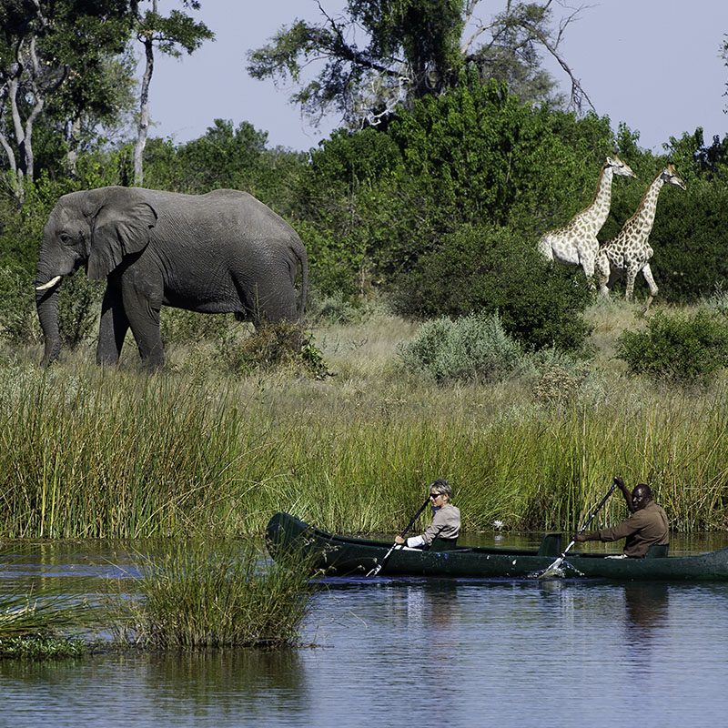 Safaris-Okavango-Botswana-Reserve-de-Linyanti-Galerie-6